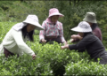 Tea growers in Trongsa struggle to meet rising international and domestic orders